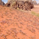 cest-fleuri-au-printemps-et-dans-le-sable-aussi