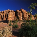 desert-et-verdure-au-printemps-wadi-rum-photo-www-marioverin-com_