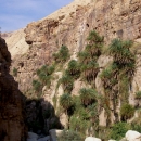 wadi-kerak-palmiers-suspendus