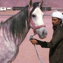 nos-chevaux-luna-en-attente-embarquement-chevaux