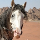nos-chevaux-magnifique-tete-d-arabe