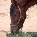 nos-chevaux-swan-mange