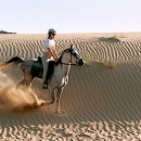 chevaux-ziggy-et-seef-sur-dune
