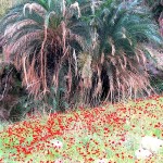 Oasis en Wadi Hasa