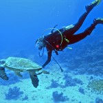 Plongée en Mer Rouge - photo Wikimimi