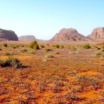 Desert fleuri au printemps:WC-redim