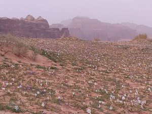 Après la pluie, le désert en fleur - Wadi Rum le 1er mars 2019