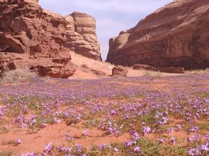 Après la pluie - Wadi Rum le 1er mars 2019