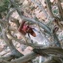 jordanie-arbre-noueux-avec-bedouin_wilfried-colonna