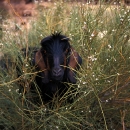 jordanie-chevre-dans-la-verdure_mv