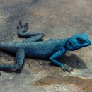 jordanie-lezard-bleu-dit-du-sinai_mv