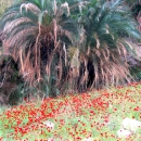 jordanie-oasis-dans-canyon-wadi-hasa