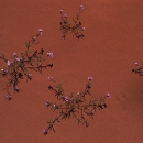 petites-fleurs-des-sables-au-printemps-photo-www-marioverin-com_