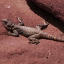 gecko-du-desert_mv-copie