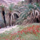 oasis-avec-palmiers-wadi-hasa