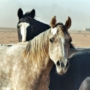 chevaux-deux-amis