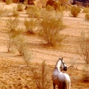 chevaux-horse-meditation-in-desert