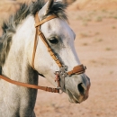 chevaux-shollah-avec-hackamore