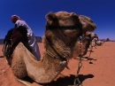 trekking-randonnée-jordanie-bedouin-avec-ses-chameaux_mv